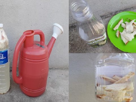 Roti Lebih Jangan Buang Boleh Buat Baja Untuk Suburkan Tanaman