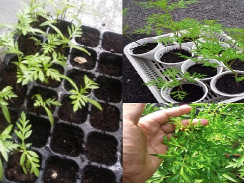 Ikut Teknik Ini Mudah Tanam Ulam Raja Di Rumah Menghasilkan Daun Rimbun Dan Subur