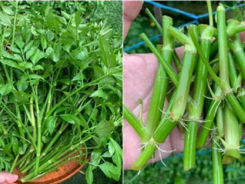 Boleh Cuba 5 Cara Mudah Tanam Ulam Selom Subur Merimbun Di Rumah