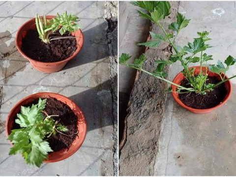 Cara Mudah Tanam Pokok Daun Sup, Barulah Pokok Cepat Besar