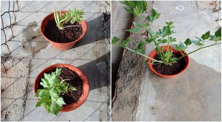 Cara Mudah Tanam Pokok Daun Sup, Barulah Pokok Cepat Besar