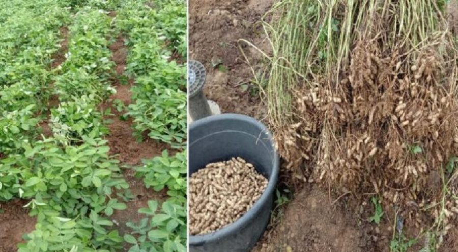 Memang Senang Tanam Kacang, Dah Semai Boleh Tinggal Tapi Hasil Meriah. Modal RM8 Untung RM200