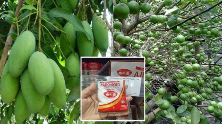 Boleh Cuba DIY Baja Dari Serbuk MSG Supaya Pokok Berbunga, Berbuah Lebat & Besar