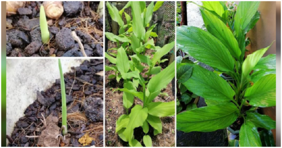‘Petua Orang Tua-tua’ Cara Mudah Tanam Pokok Kunyit Supaya Daunnya Cantik Subur